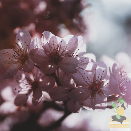 006🌸꽃가루받이는 어떻게 사용하나